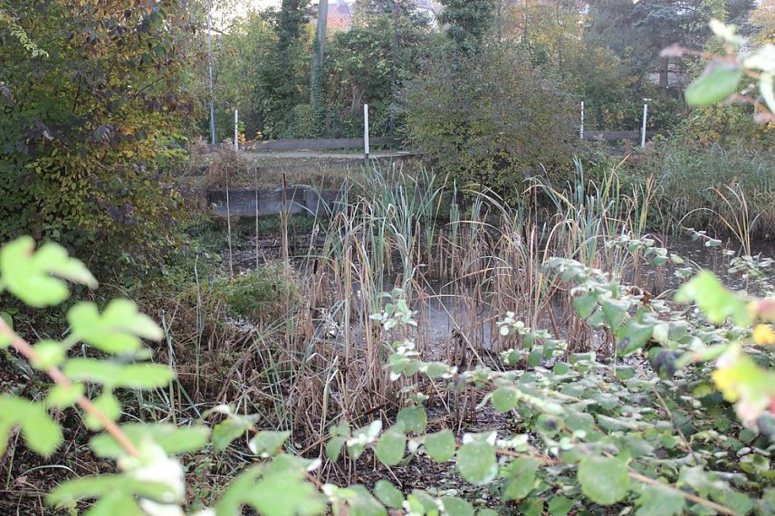 Bild: Teichprojekt an der Franzbergschule