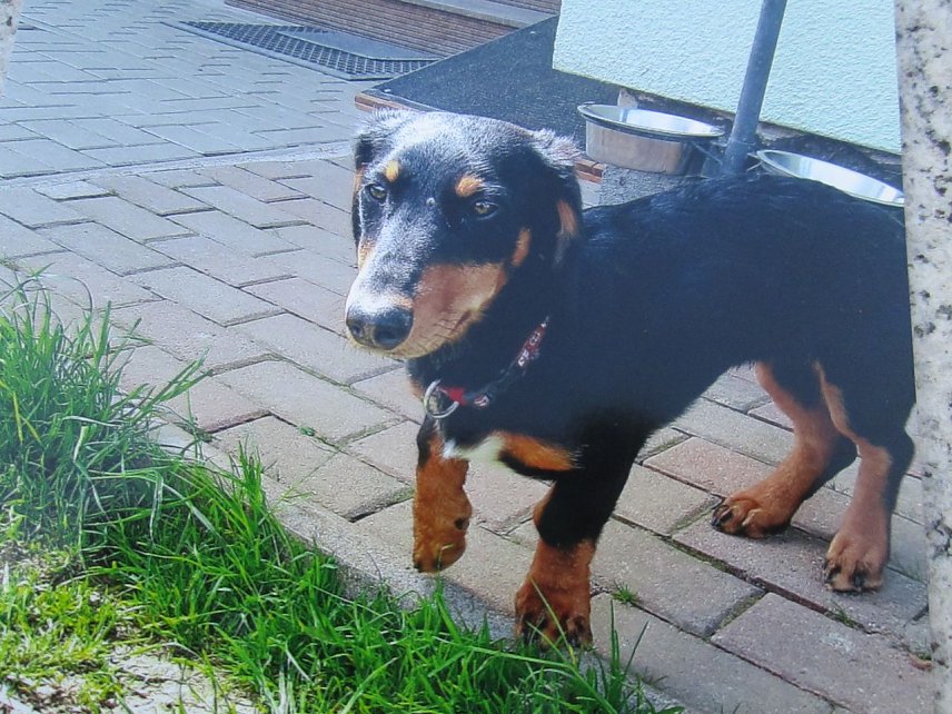 Bild: Dackel