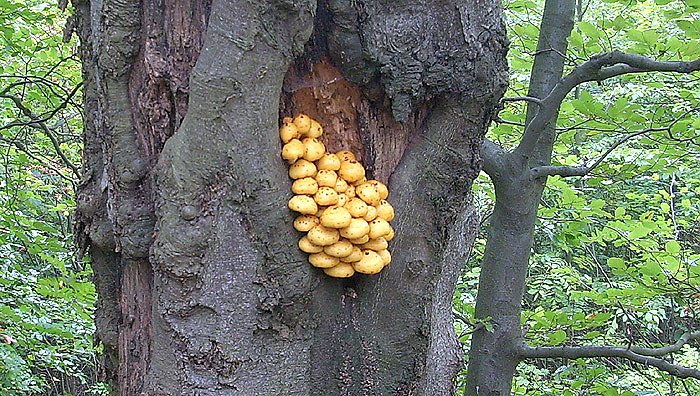 Bild: Pilze im Wald