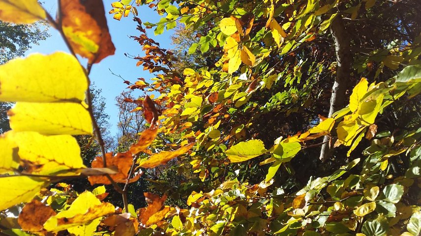 Bild: Herbstlaub im Harzwald