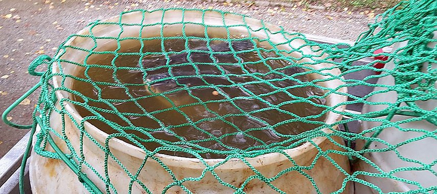 Bild: Was ist mit dem Teich passiert?