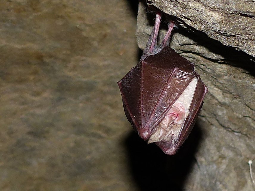 Bild: Gl&uuml;ckliche Flederm&auml;use an der Numburg