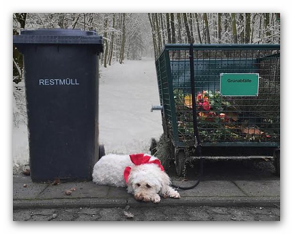 Bild: Tiere sind keine Weihnachtsgeschenke