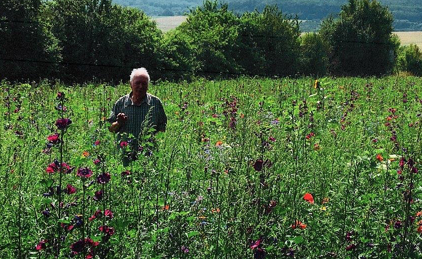 Bild: Hartmuth Bauer inmitten seines Bl&uuml;hfeldes. Die Fl&auml;che hatte er selbst einges&auml;t, das Saatgut gekauft. Auf dem Areal summt und schwirrt es im Sommer: Hummeln, Bienen, V&ouml;gel finden hier Nahrung