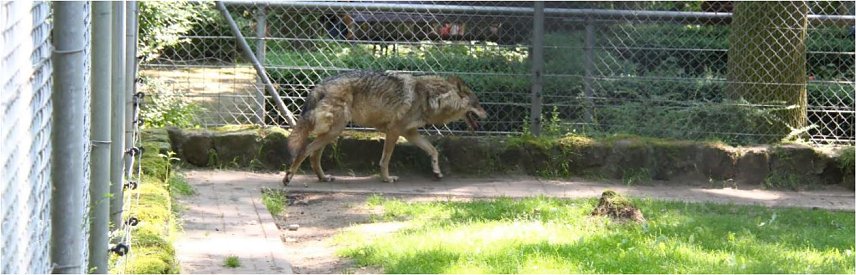 Bild: Wolf in Halberstadt