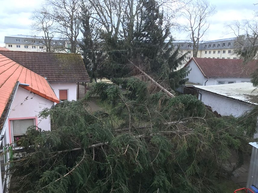 Bild: Umgeknickte B&auml;ume in der Reichsstra&szlig;e