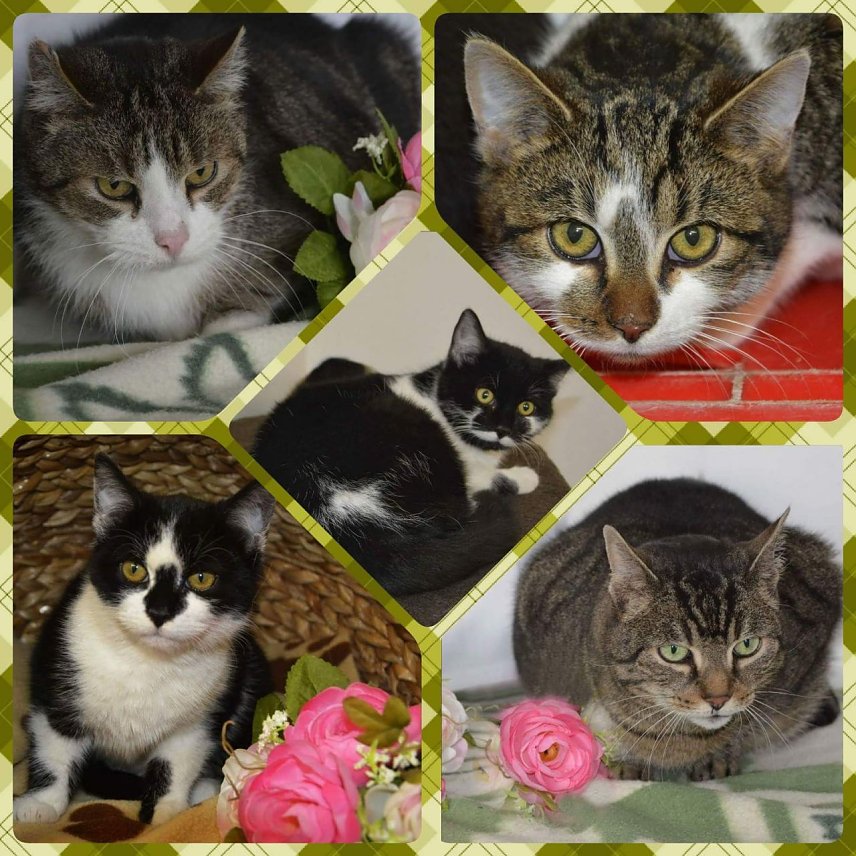 Bild: Tiere der Woche: Ulla, Ulf, Udo, Uta und Ulli