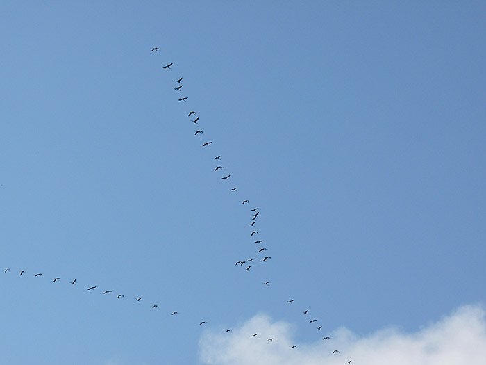 Bild: Kranischflug