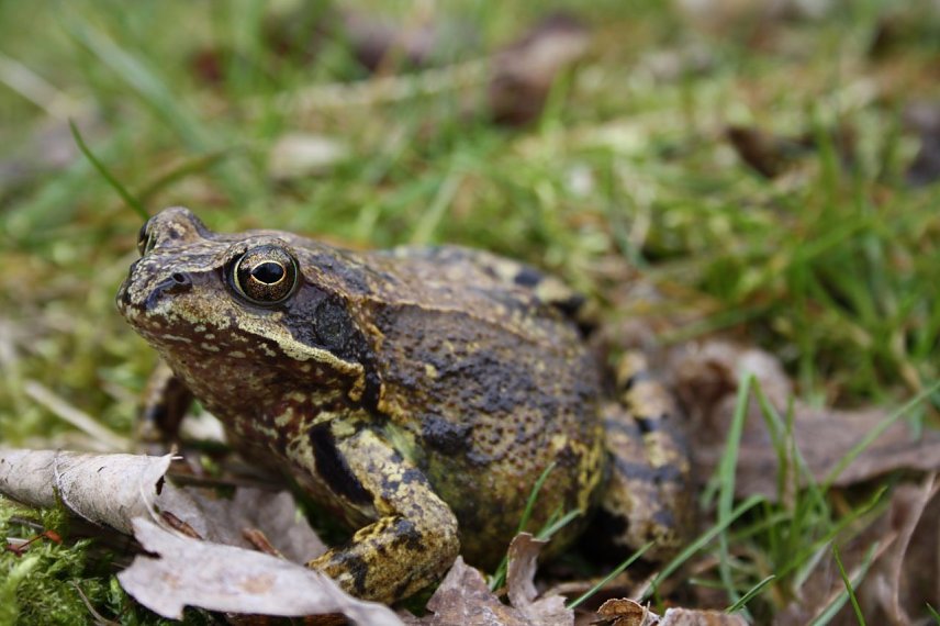 Bild: Grasfrosch