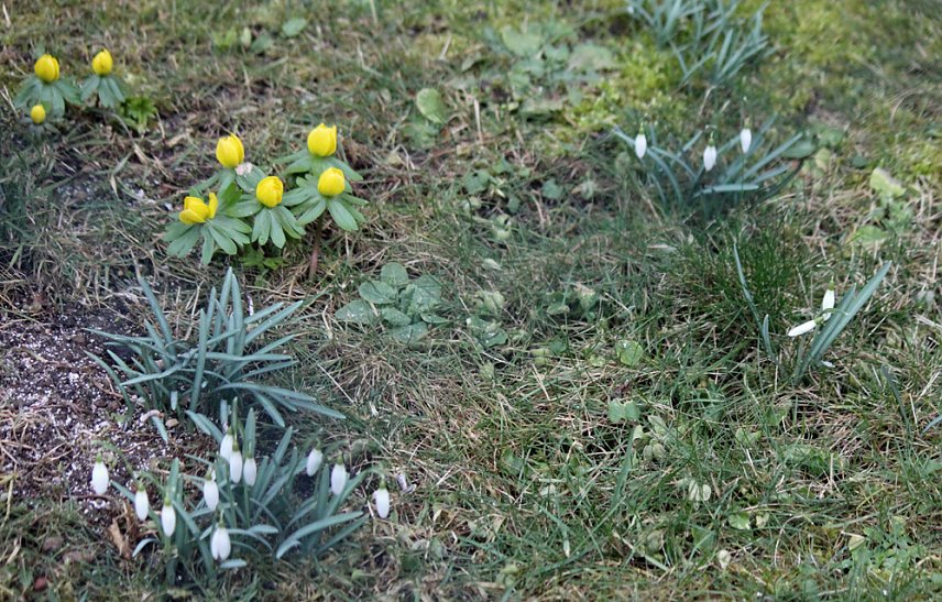 Bild: Der Fr&uuml;hling kommt?