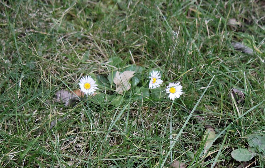 Bild: Der Fr&uuml;hling kommt?