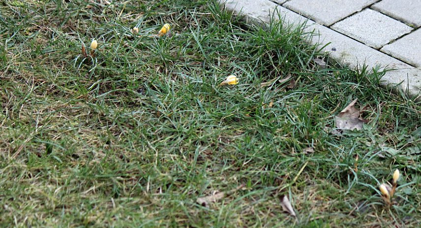 Bild: Der Fr&uuml;hling kommt?