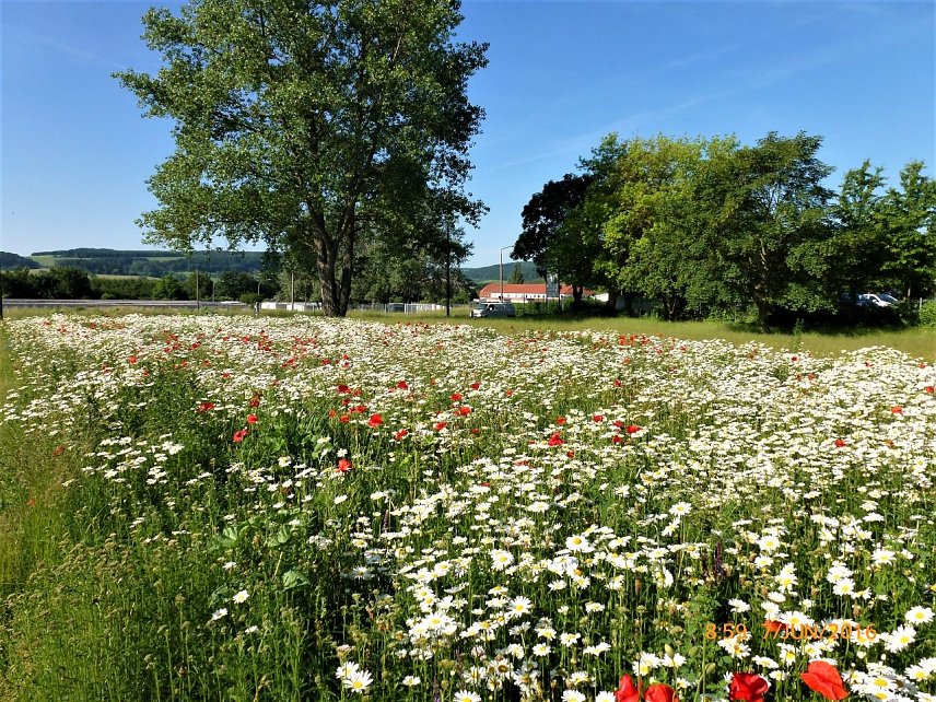 Bild: Sommerwiese