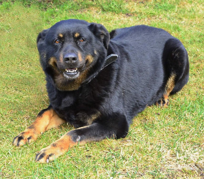 Bild: Tier der Woche: Maja