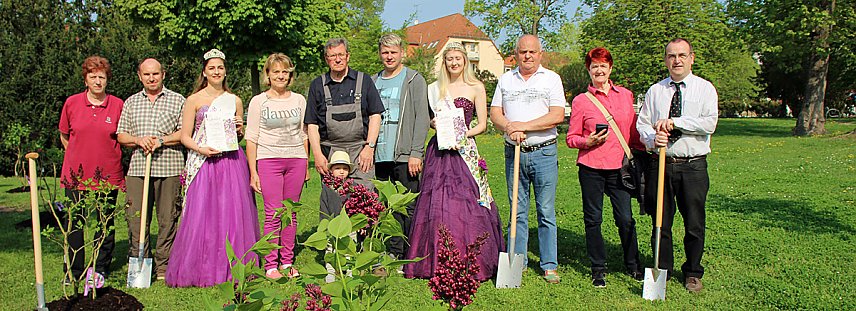 Bild: Gro&szlig;e Fliederbaumplanzaktion in Bad Frankenhausen