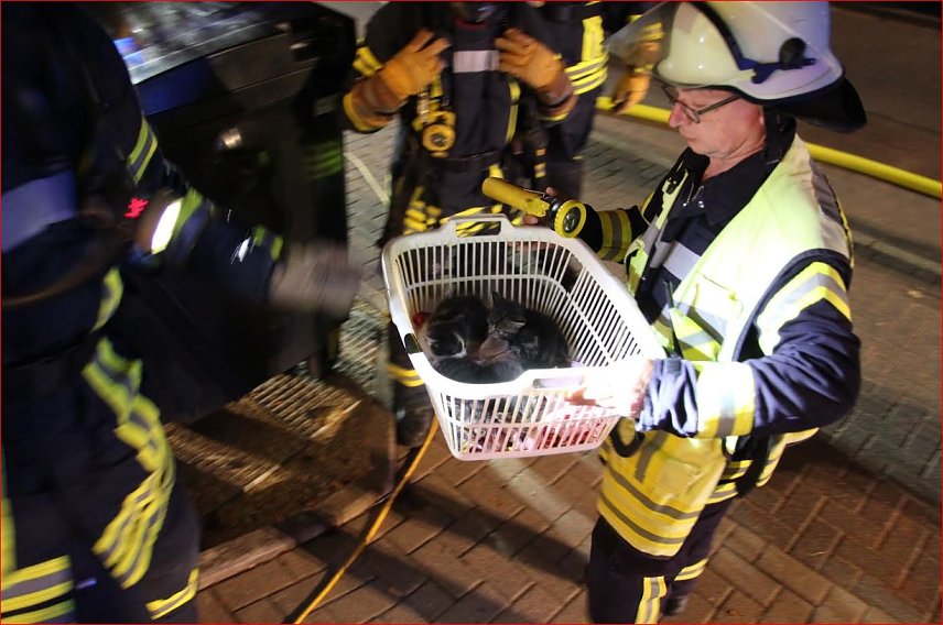 Bild: Katzen gerettet