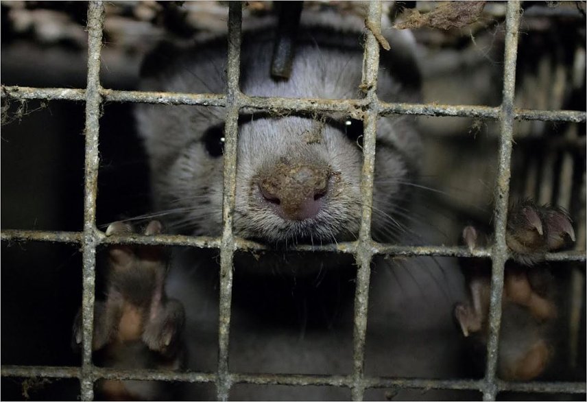 Bild: Nerz auf einer Pelztierfarm im engen Gitterk&auml;fig