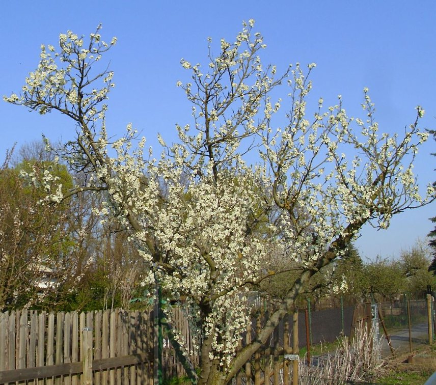 Bild: Blick &uuml;ber den Gartenzaun