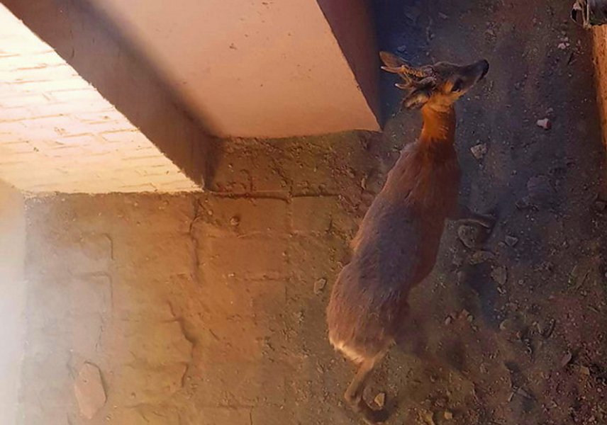 Bild: Bambi am Ostersonntag in N&ouml;ten