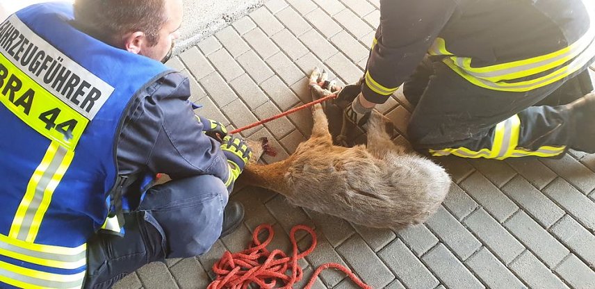 Bild: Bambi am Ostersonntag in N&ouml;ten