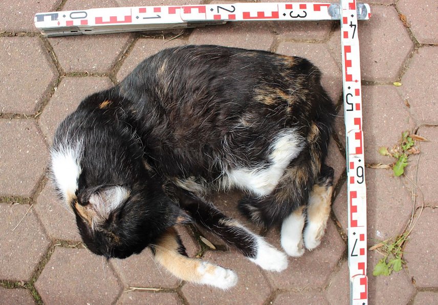 Bild: Das tote Tier wurde zur Untersuchung an das Veterin&auml;ramt &uuml;bergeben, um die genaue Todesursache festzustellen.