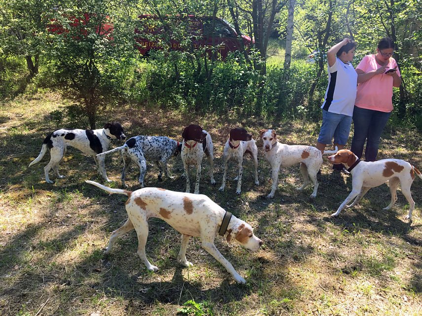 Bild: &Uuml;berregionales Treffen von Hundehaltern auf dem Freilaufgel&auml;nde  in Sondershausen...