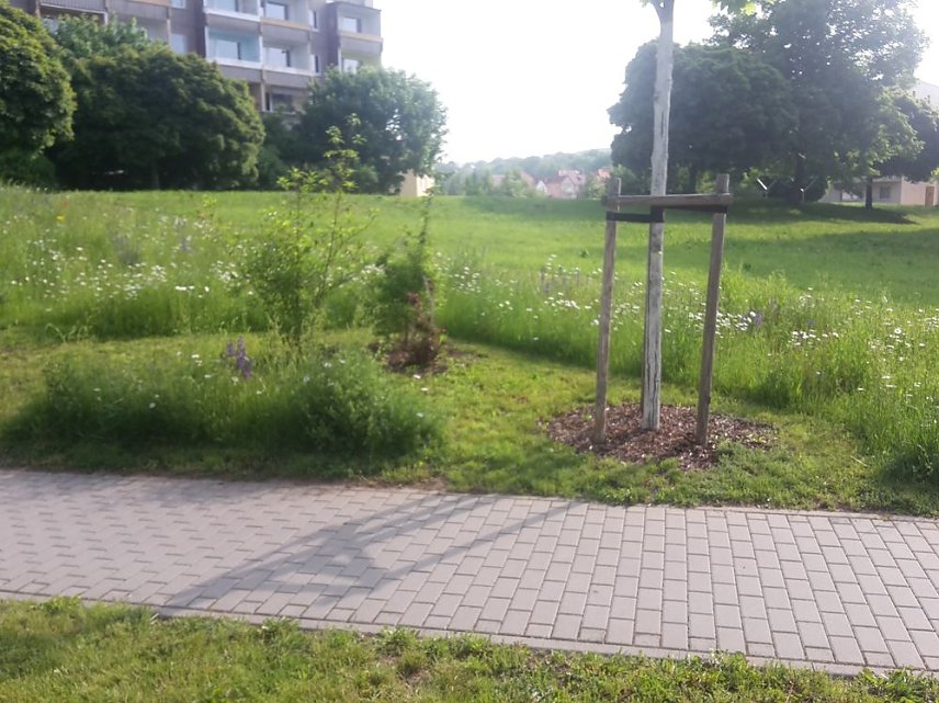 Bild: Blumenwiese zum Nachmachen