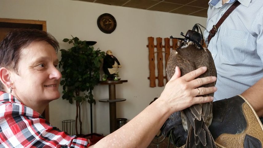 Bild: Luca Falke und W&uuml;sten-Bussard Uschi zu Besuch im WB 4