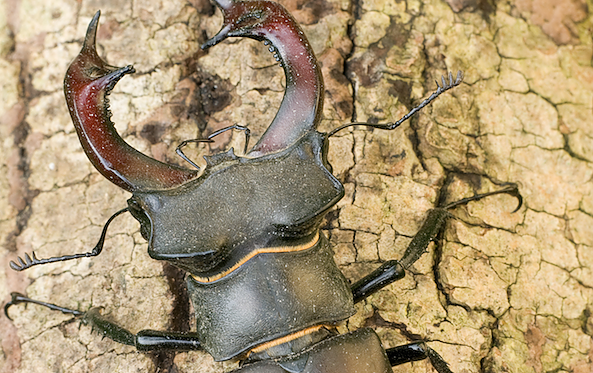 Bild: M&auml;nnlicher Hirschk&auml;fer