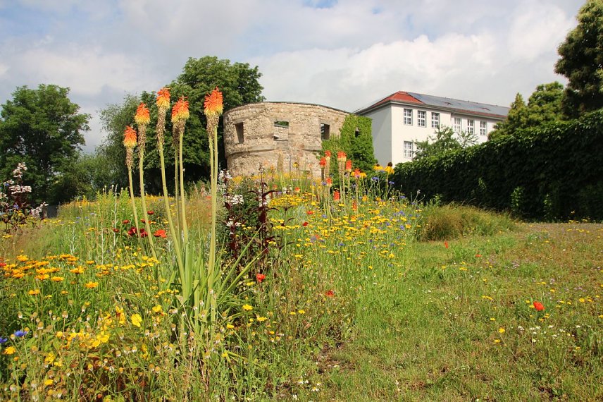 Bild: Refugium f&uuml;r Insekten - Stadt l&auml;sst Gr&uuml;nfl&auml;chen nicht mehr fl&auml;chendeckend m&auml;hen