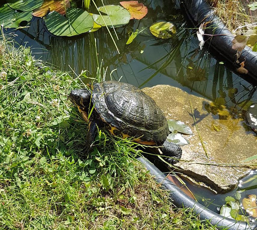 Bild: Wieder Schildkr&ouml;te gefunden