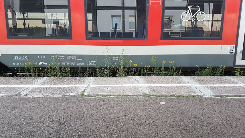 Bild: Unkraut am Gleis 
