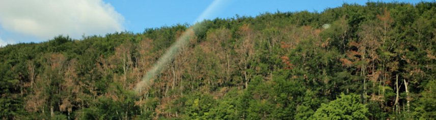 Bild: Sterben unsere Buchenw&auml;lder?