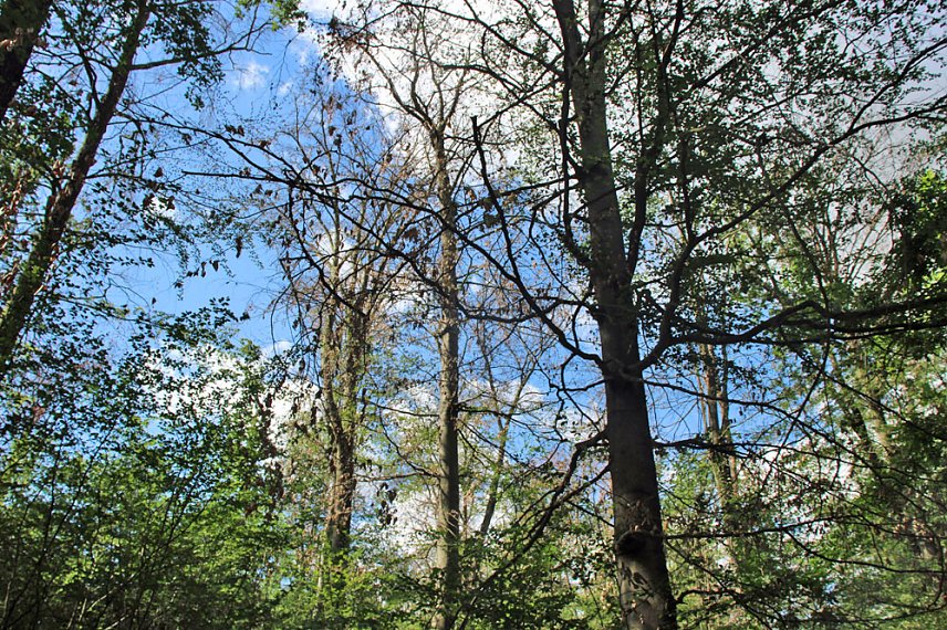 Bild: Sterben unsere Buchenw&auml;lder?