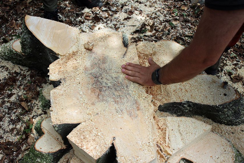 Bild: Sterben unsere Buchenw&auml;lder?