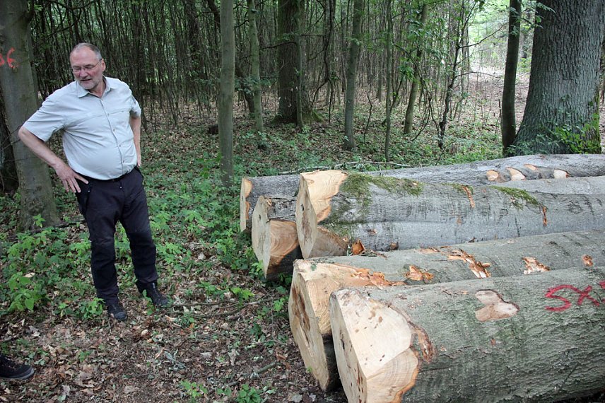 Bild: Sterben unsere Buchenw&auml;lder?