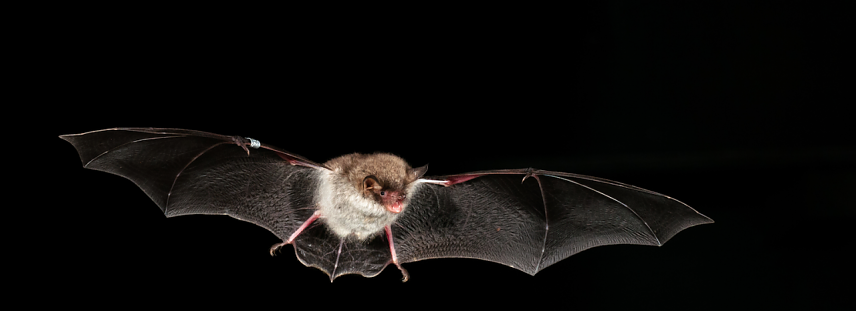Bild: Wasserfledermaus im Anflug