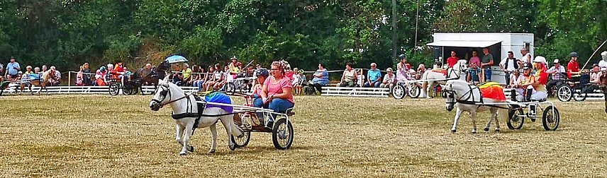 Bild: Gro&szlig;es Ponyfest Gro&szlig;enehrich