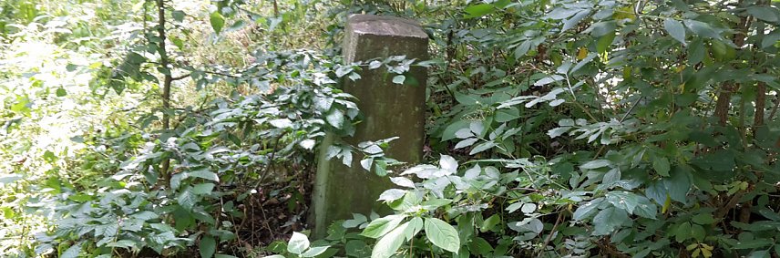 Bild: Geschichte vergammelt im Wald