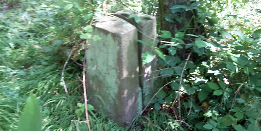 Bild: Geschichte vergammelt im Wald