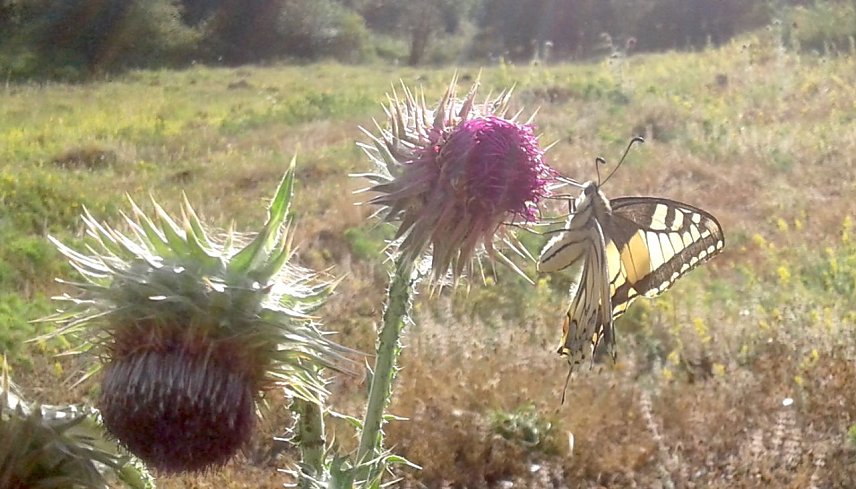 Bild: Schwalbenschwanz