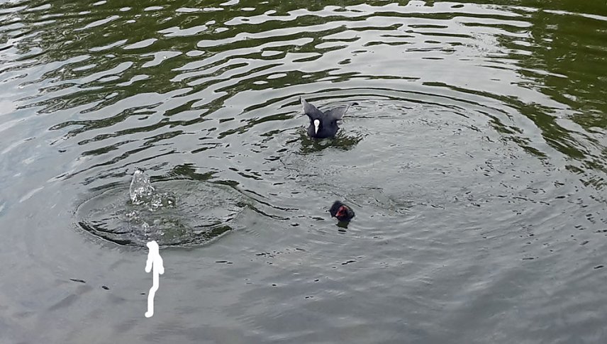 Bild: Nachwuchs am Parkteich
