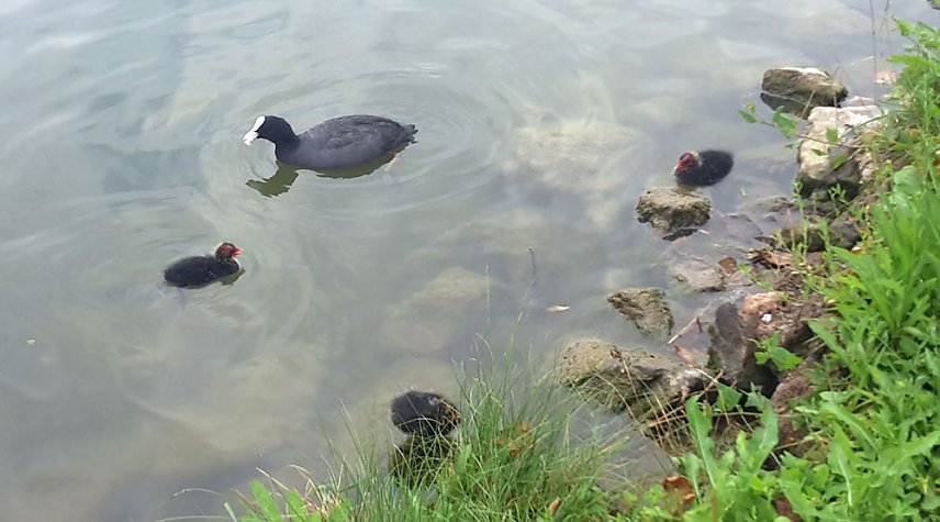 Bild: Nachwuchs am Parkteich