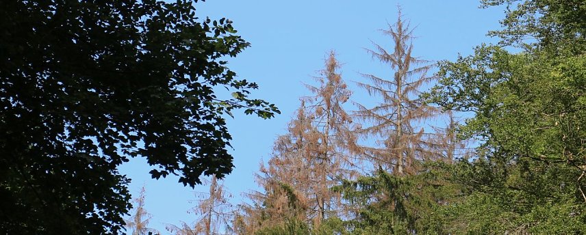 Bild: Ausgetrocknete B&auml;ume oberhalb Neustadts