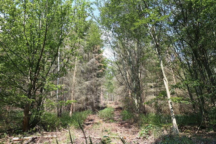 Bild: Viel Braun im Gr&uuml;n - abgestorbenes Holz zwischen sattem Gr&uuml;n