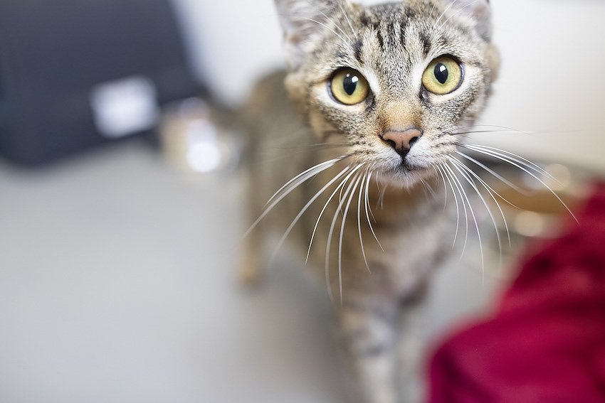 Bild: Katze