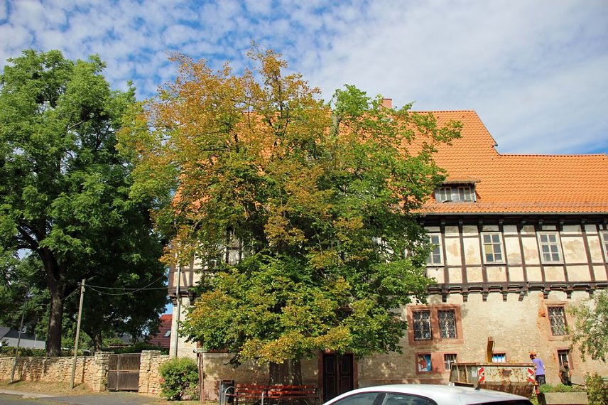 Bild: Baumpflege mit Kran