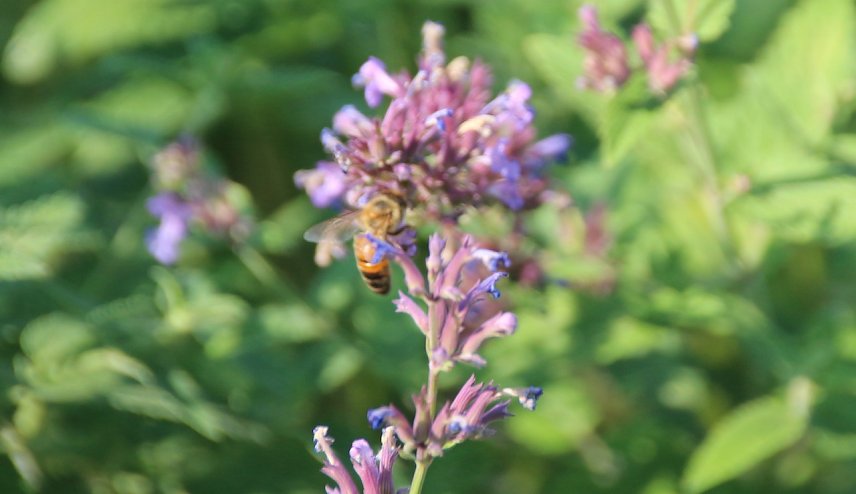 Bild: bienen