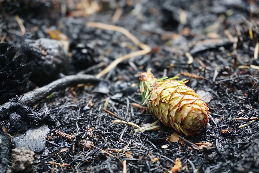 Bild: Wie schnell erholen sich unsere W&auml;lder nach einer Feuerkatastrophe?