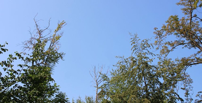 Bild: Impressionen vom Blutbuchenfest